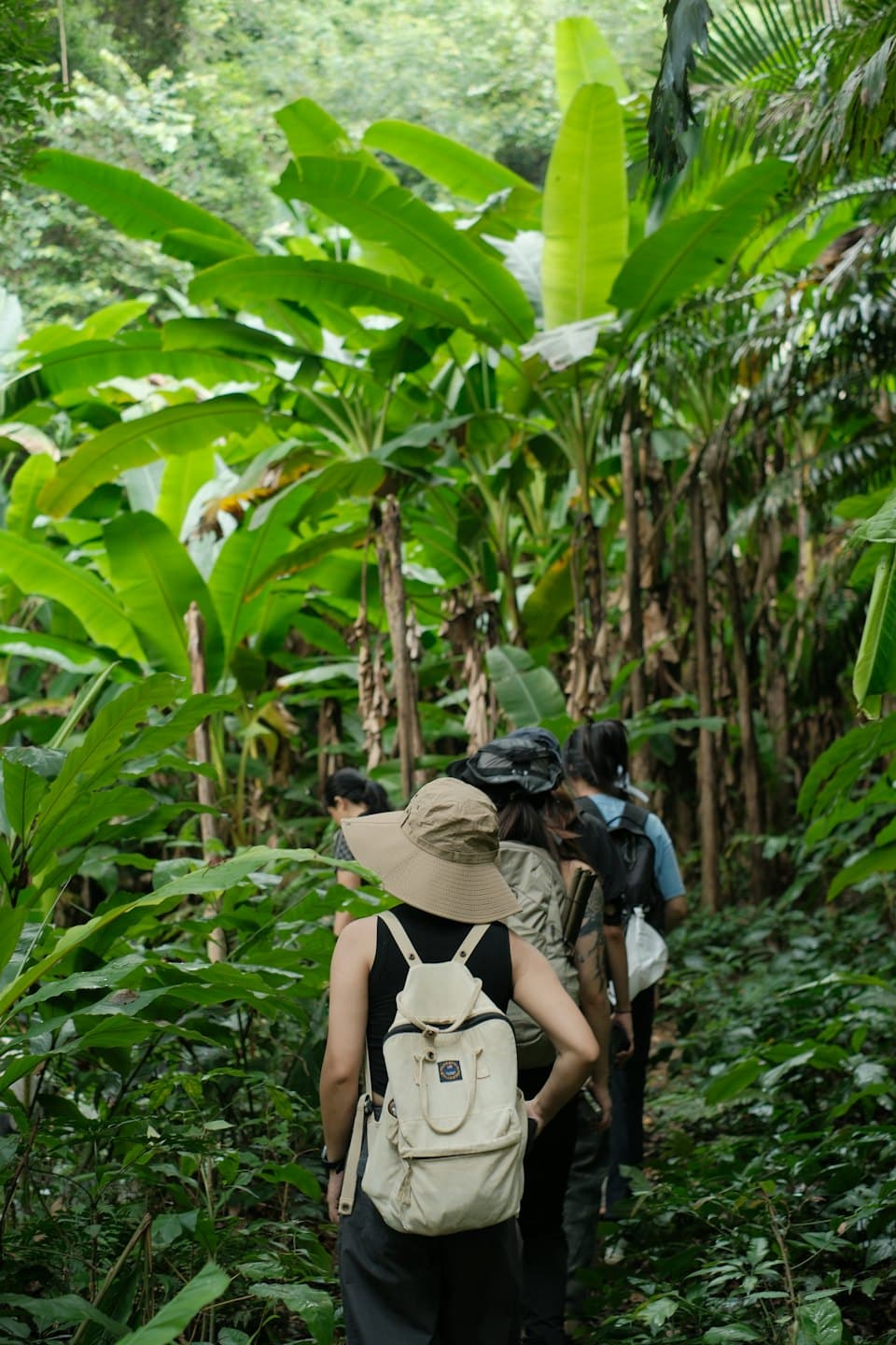 Hikers walk in a line along a tropical forest path.