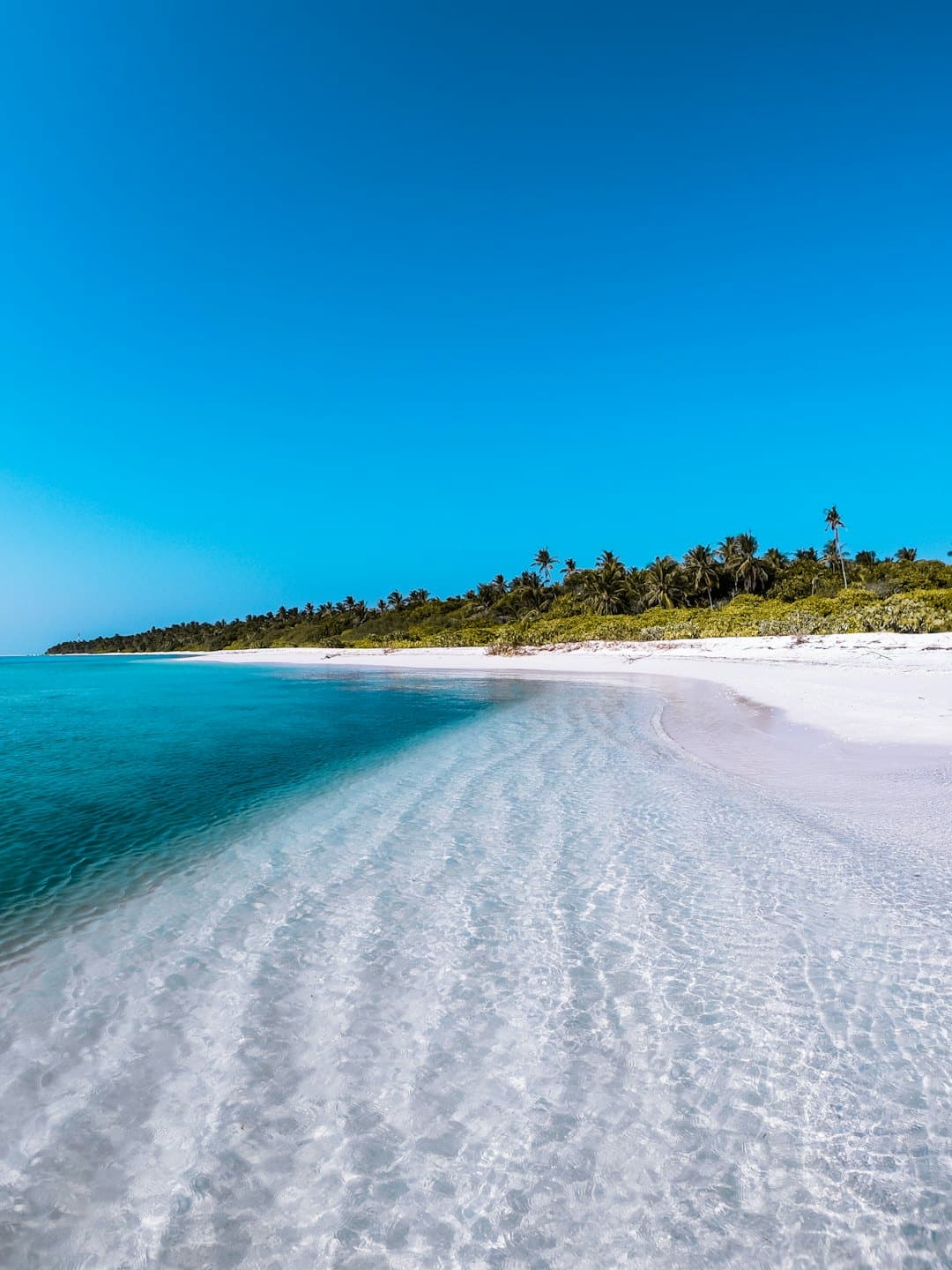 Palm trees line a tropical beach with turquoise ocean water.